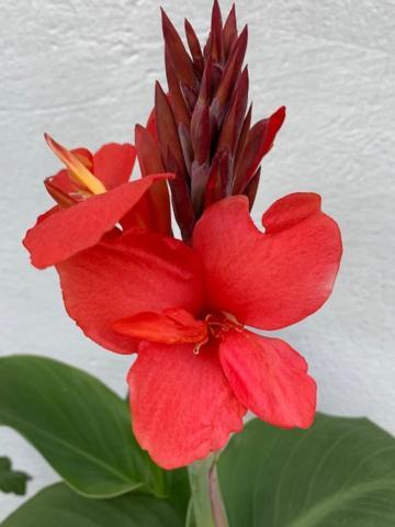 Veras Veranda I Koepingsvik Ngoại thất bức ảnh